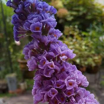 ブットレア紫の画像 by 紫のおひさまさん | みどりのある暮らしとブットレア紫と私のガーデニングと小さなお花が好きとgs初心者と毎日が感謝と大好きと平穏な日常に戻れますように☆と癒しの場所と花のある暮らし
