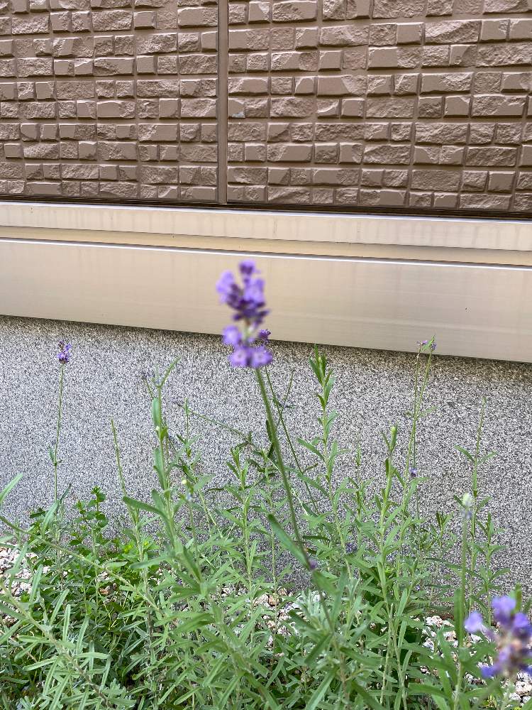 リナリアの投稿画像 By Zoeさん 月7月27日 Greensnap グリーンスナップ