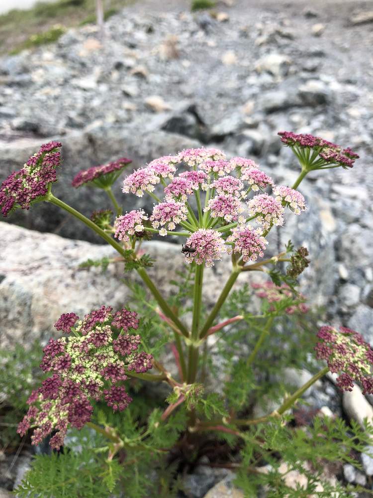 タカネイブキボウフウの投稿画像 By むらさきさん 長野県白馬村と多年草とピンクと高山植物 夏とセリ科と八方尾根と可愛いと癒し と白い花と岩礫地 月7月27日 Greensnap グリーンスナップ