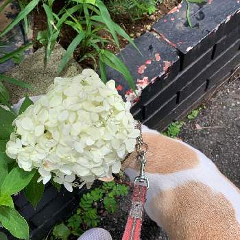 アナベル ル マニフィークの画像 by poochanさん | お出かけ先とアナベル ル マニフィークと白い花