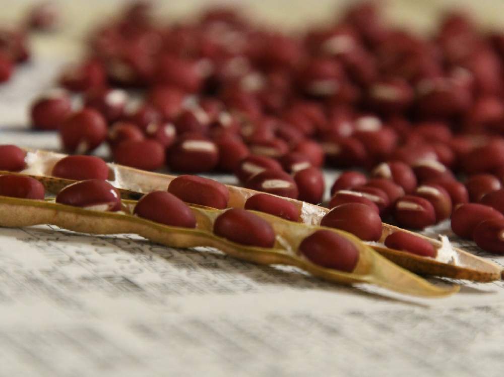 小豆栽培の投稿画像 By Ajiさん 鉢とプランターで小豆栽培と収穫した小豆 月7月27日 Greensnap グリーンスナップ