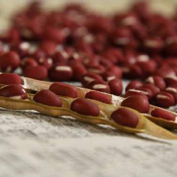 鉢とプランターで小豆栽培の一覧 Greensnap グリーンスナップ