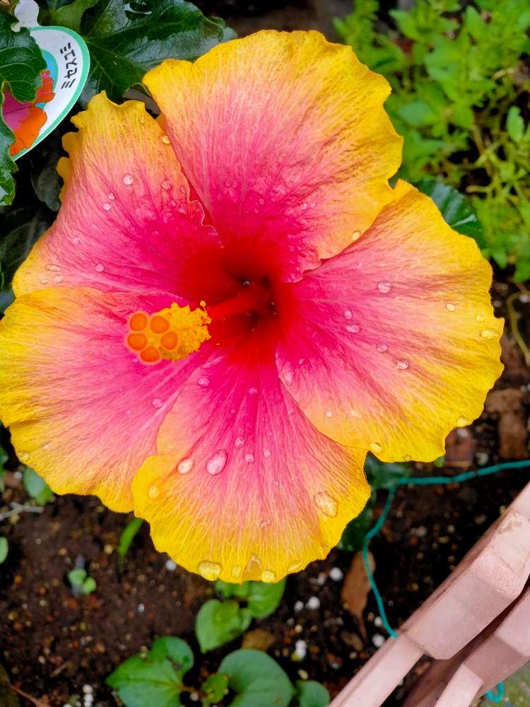 ハイビスカスミセスユミの投稿画像 By Reomamaだワンさん 大きい花 月7月27日 Greensnap グリーンスナップ