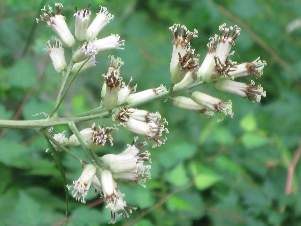 ヤブレガサの投稿画像 By Miyaさん 月7月27日 Greensnap グリーンスナップ