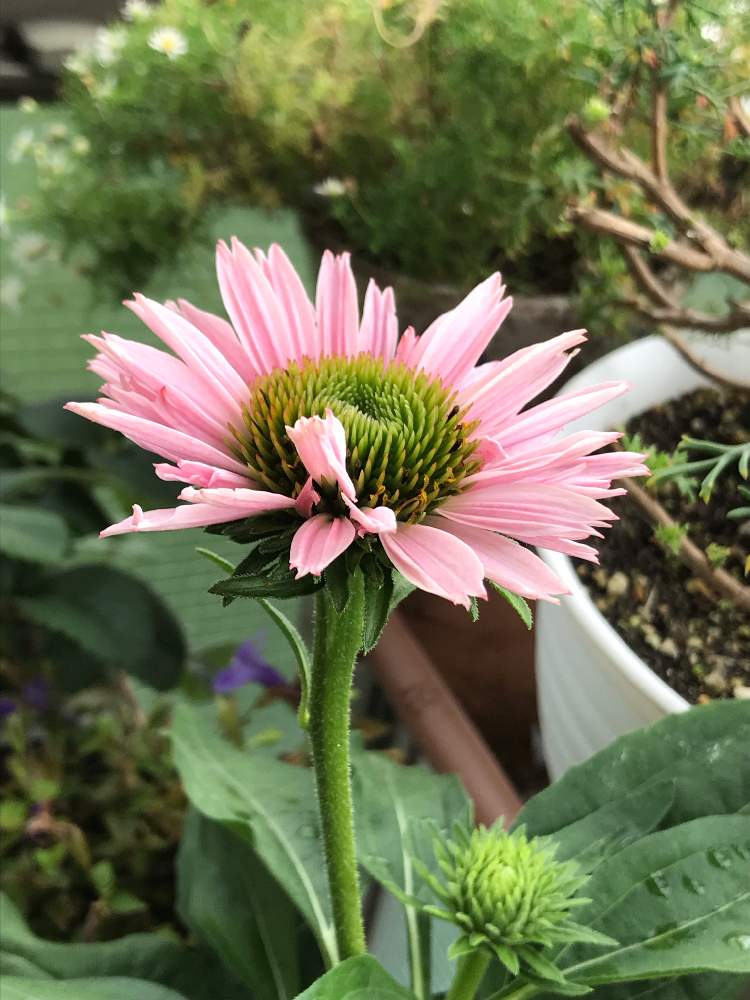 エキナセア サンシーカーズサーモン 花の苗 最大71 Offクーポン