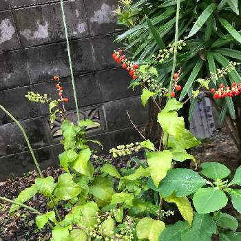 こぼれ種で増える ジュズサンゴ の投稿画像一覧 Greensnap グリーンスナップ