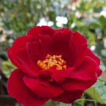 オマージュ・ア・バルバラの画像 by ＹＵＭＩＫＯさん | 小さな庭と私の癒し♡とオマージュ・ア・バルバラと薔薇愛同盟と花が好き❤とおうち園芸とお花に癒されてと植中毒と薔薇が好き❤ときれ～い❤と花のある暮らしとななちち印といい色♡