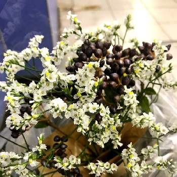 今日のドライフラワー素材の投稿画像一覧 Greensnap グリーンスナップ