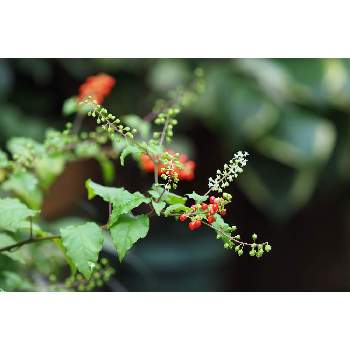 ７月の花の画像 by 我楽多さん | 小さな庭とジュズサンゴ（赤玉）と７月の花とOLY 40-150mm F2.8 ProとOM-D E-M1Ⅱ