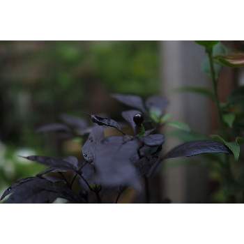 ７月の花の画像 by 我楽多さん | 小さな庭と観賞用トウガラシ・ブラックパールと７月の花とOM-D E-M1ⅡとOLY 17mm F1.2