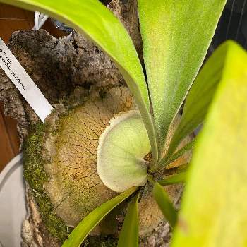 P Ss Foongの投稿画像一覧 Greensnap グリーンスナップ