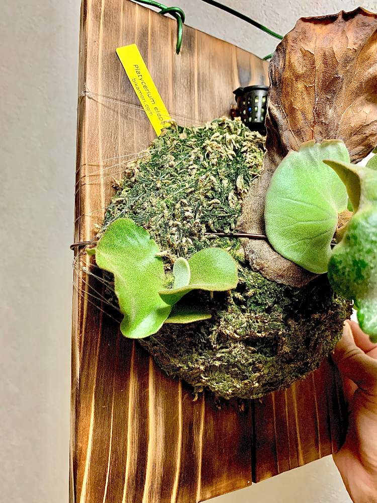 ビカクシダ エレファントティス子株セット ビカクシダ エレファントティス 子株 板付 【観葉植物 壁掛け コウモリ