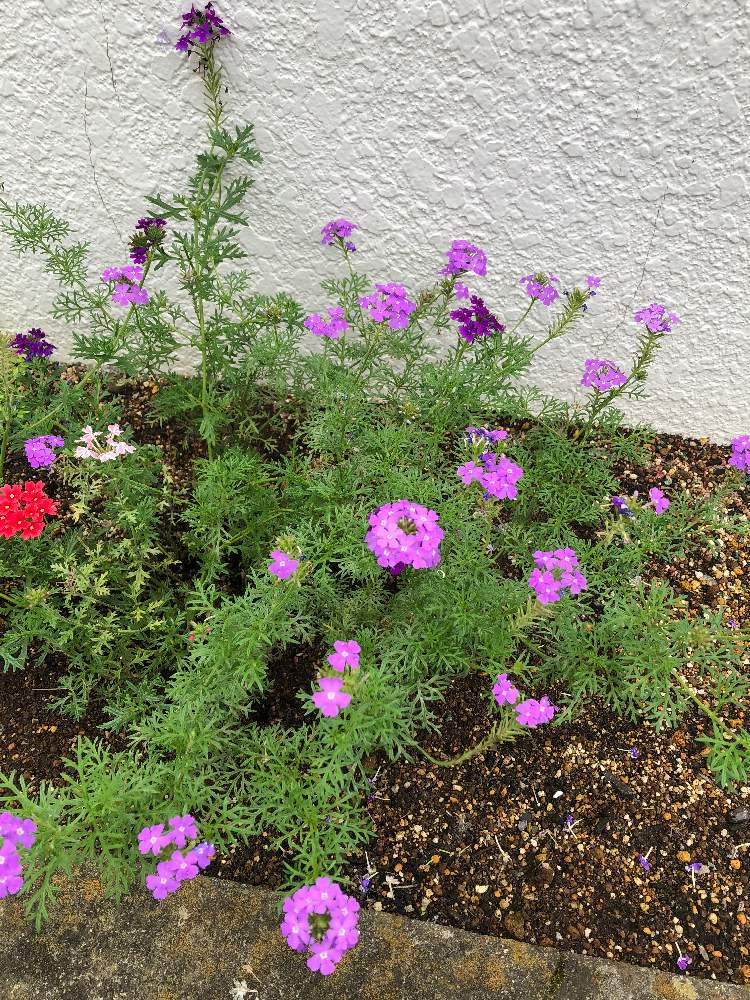 バーベナ ロングランミックスの投稿画像 By Tomorrowさん 小さな庭 月7月27日 Greensnap グリーンスナップ Greensnap グリーンスナップ