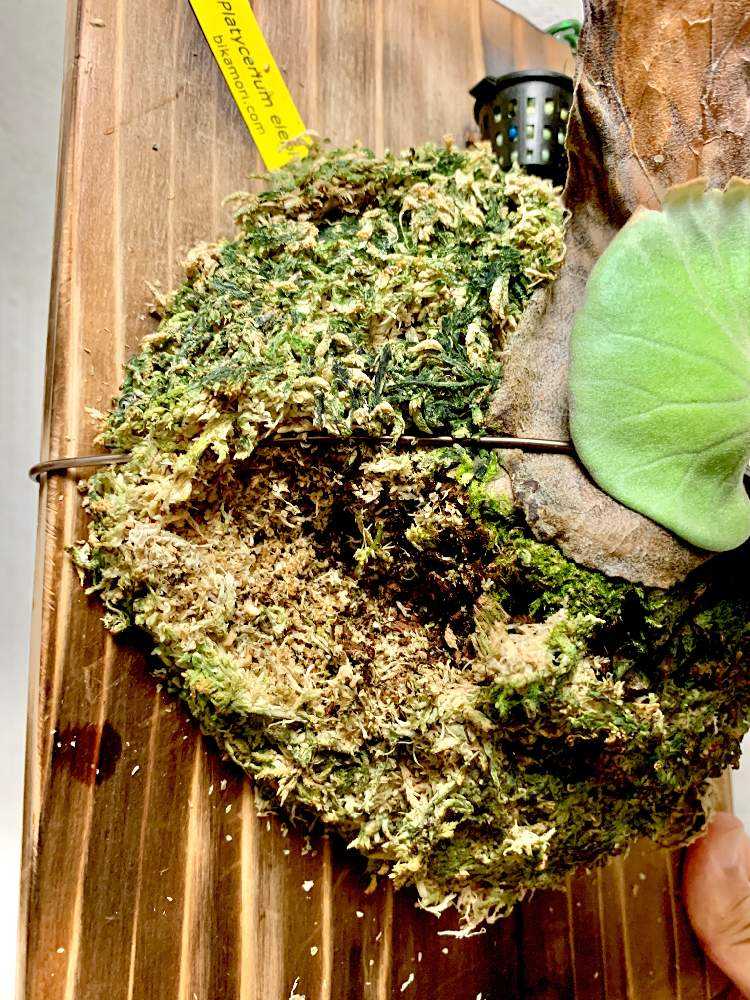 エレファントティスの赤ちゃんを株分けしてみるよ！〜完