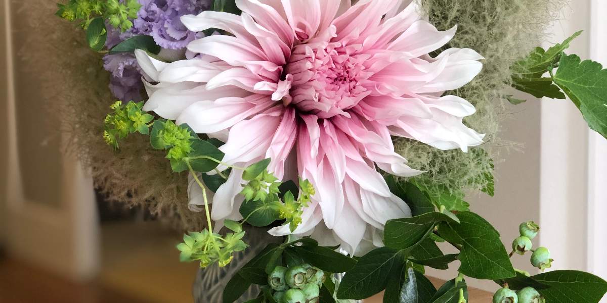 おっぴのアルバム Greensnap グリーンスナップ