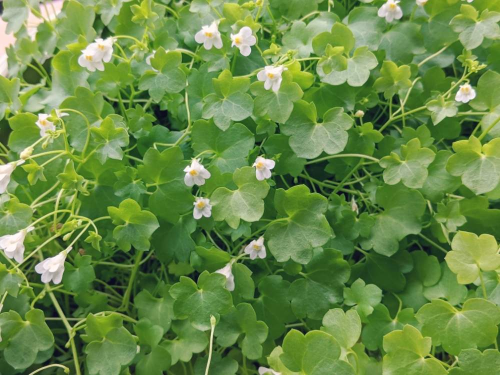 シンバラリア スノーホワイトの投稿画像 By Goririnさん バルコニー ベランダとおうち園芸とおうち園芸 月7月28日 Greensnap グリーンスナップ Greensnap グリーンスナップ