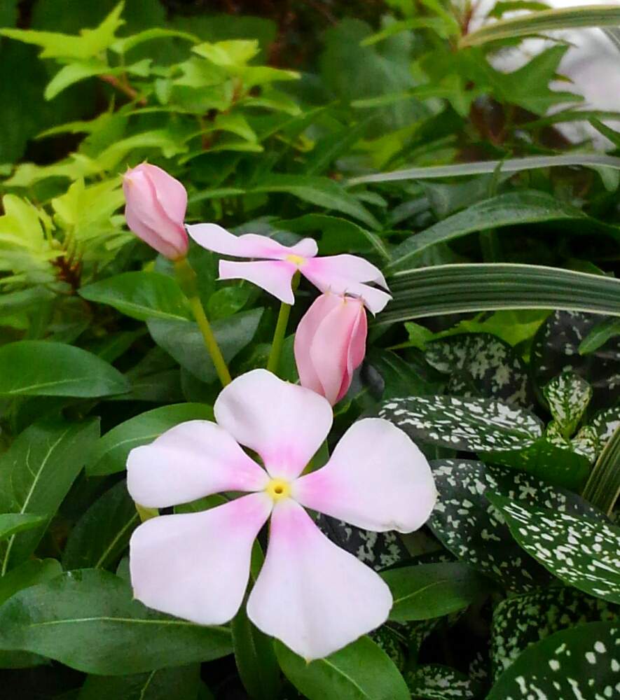 ニチニチソウの投稿画像 By 吏禾 さん ヒポエステスとアイビーとつぼみ好きと寄せ植えと花のある生活と可愛い とピンクのお花 とみんな大好き 月7月28日 Greensnap グリーンスナップ