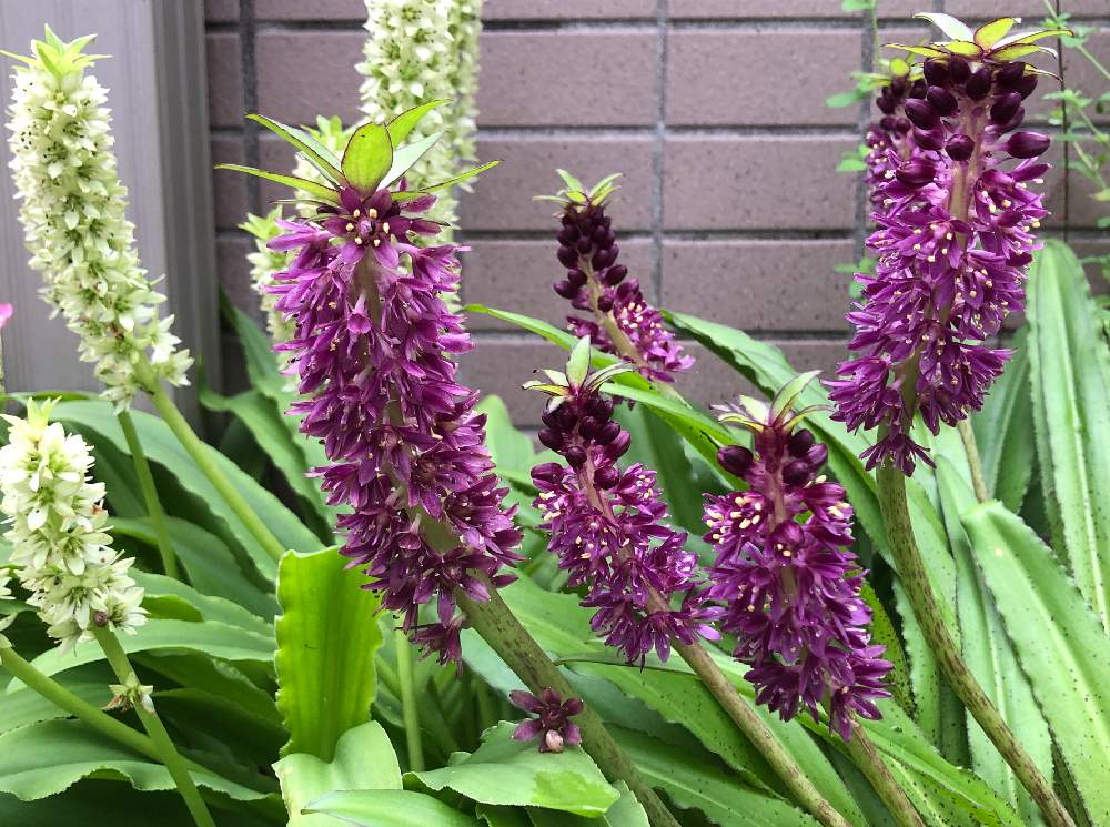 大株 ユーコミス パイナップルリリー 球根 3 Fodexpo Com Co