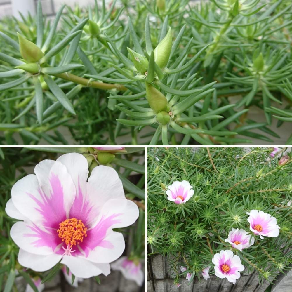 マツバボタンの投稿画像 By さいたまつぼみさん お出かけ先と埼玉のつぼみと埼玉万歳とピンクの花とつぼみと埼玉県とお散歩と埼玉のつぼみ と埼玉万歳とピンクの花とつぼみと埼玉県とお散歩 月7月28日 Greensnap グリーンスナップ Greensnap グリーン