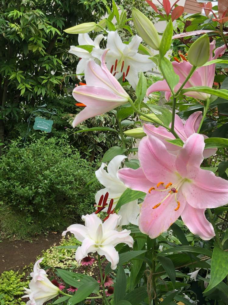 ユリの投稿画像 By ろこうさん ゆりと花のある暮らしときれいな色とおきにいり と香りの花 月7月28日 Greensnap グリーンスナップ
