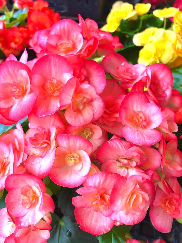 リーガスベゴニアの投稿画像 By プルメリアさん リーガースベゴニアとエラチオール ベゴニアとピンクの花とかわいい と梅雨に負けないとおうち園芸と今日の一枚と今日のお花と赤い花とガーデニングと花のある暮らしとお花好き 月7月28日 Greensnap グリーン