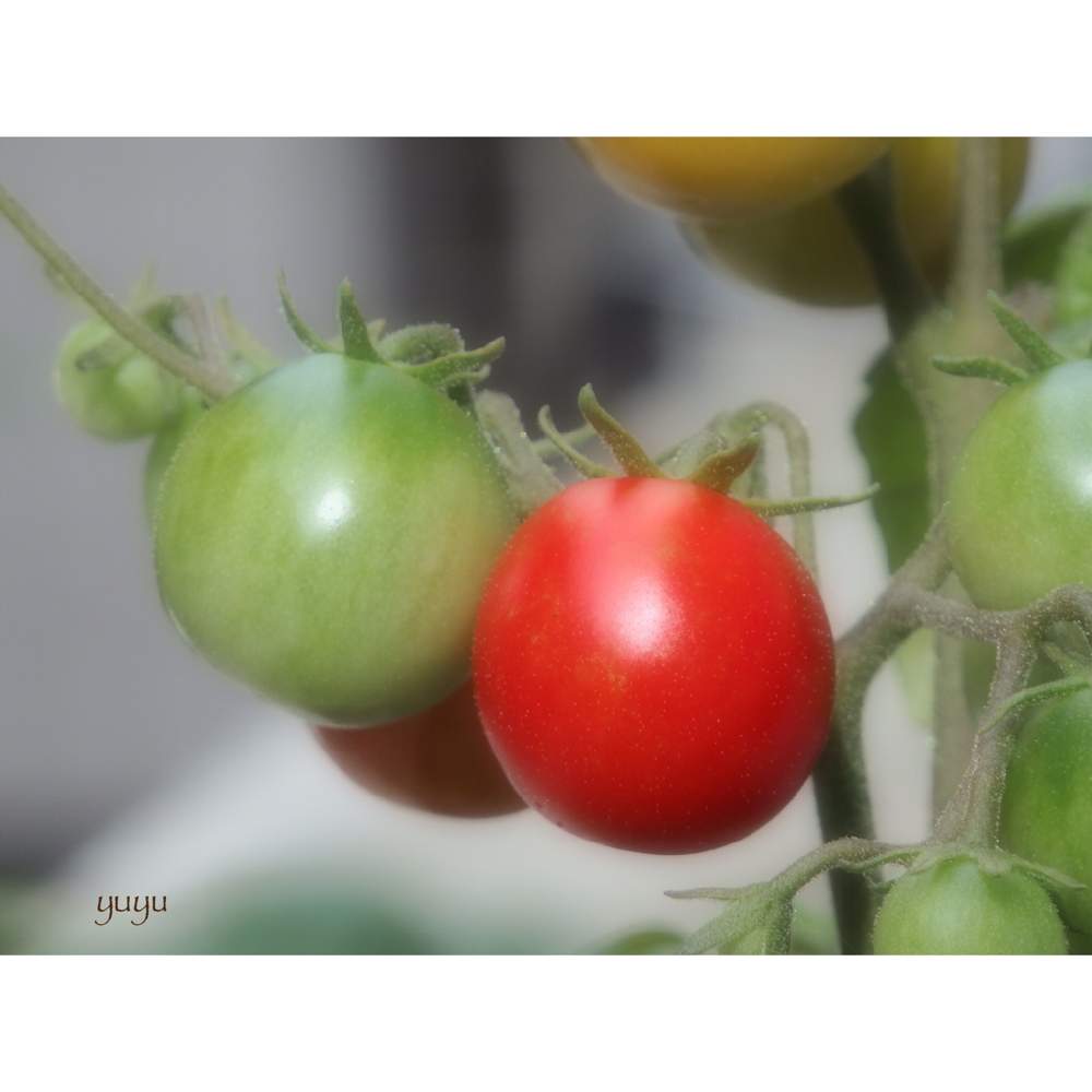 ミニトマトの投稿画像 By ゆゆさん 可愛い実とあっ火曜日と頑張れ兵庫 とトマト ミニ姫 と小さな庭と夏野菜収穫物と可愛い実とあっ火曜日と頑張れ兵庫 と夏野菜収穫物 月7月28日 Greensnap グリーンスナップ Greensnap グリーンスナップ