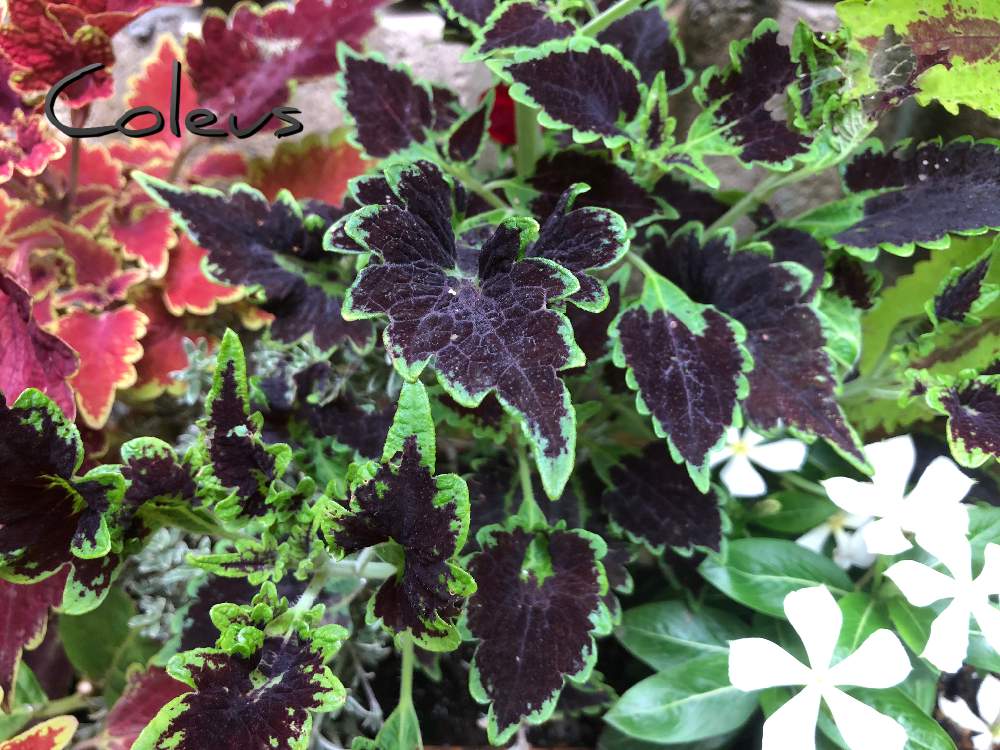 コリウス ブラックマジックの投稿画像 By マーガレットガーデンさん 花壇とブラック系と癒しの空間と風情と花のある暮らし 月7月28日 Greensnap グリーンスナップ