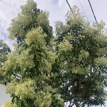 シマトネリコの花の投稿画像一覧 Greensnap グリーンスナップ