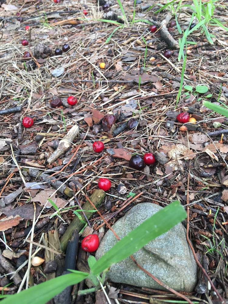 ウワミズザクラの実の投稿画像 By サッチさん お出かけ先と公園と松林とおいしそう と食べれる実と公園と松林とおいしそう と食べれる実 月7月28日 Greensnap グリーンスナップ Greensnap グリーンスナップ