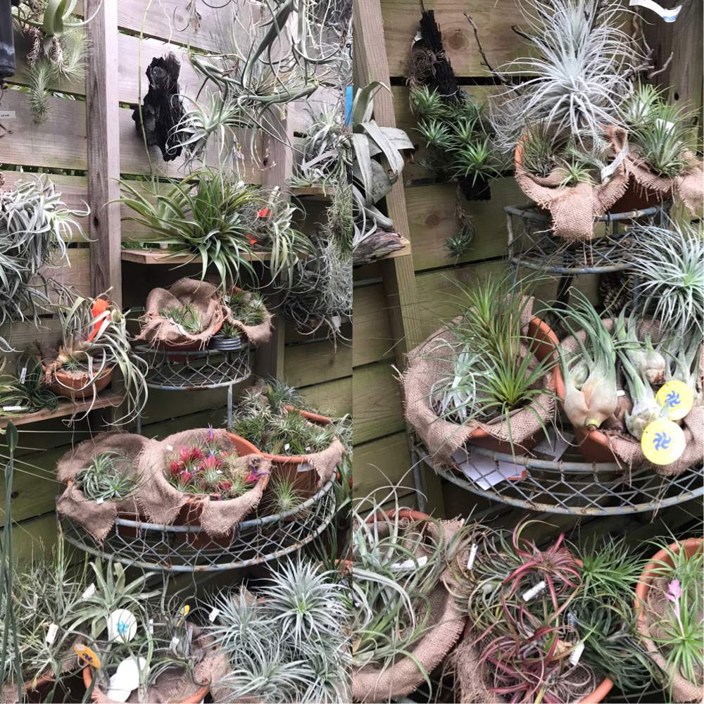 高価値セリー 送料無料 エアープランツ おまかせ 10種 セット 初心者さんにもオススメ エアプランツ チランジア 観葉植物 おしゃれ 壁掛け インテリア Tillandsia