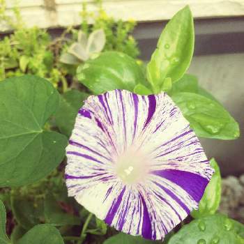 あさがお江戸風情の投稿画像一覧 Greensnap グリーンスナップ