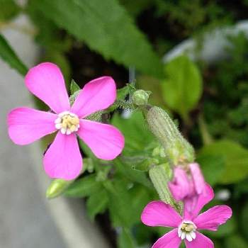 ツルコザクラの花の投稿画像一覧 Greensnap グリーンスナップ