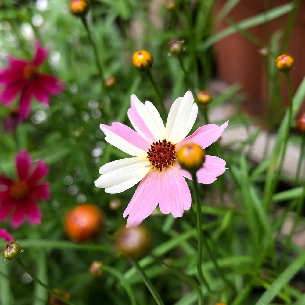 梅雨明け間近の投稿画像 By Flowerさん ありがとう と コレオプシス ウリドリームとご安全にーとおうち園芸とコロナに負けるな と可愛い 艸 と最後まで大切に と大切な人に と突然変異とオシャレさんと手を繋ごうと記録用とビタミン F 月7月28日