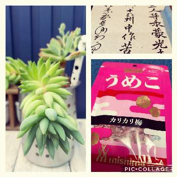 なんてこったパンナコッタの投稿画像一覧 Greensnap グリーンスナップ