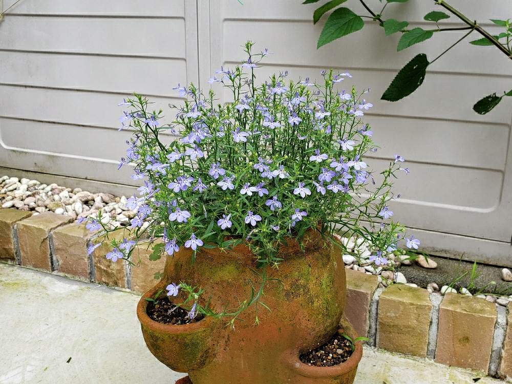 ロベリア アズーロ コンパクトの投稿画像 By ちょこんニャさん 小さな庭と鉢植えと青い花と鉢植えと青い花 月7月28日 Greensnap グリーンスナップ Greensnap グリーンスナップ