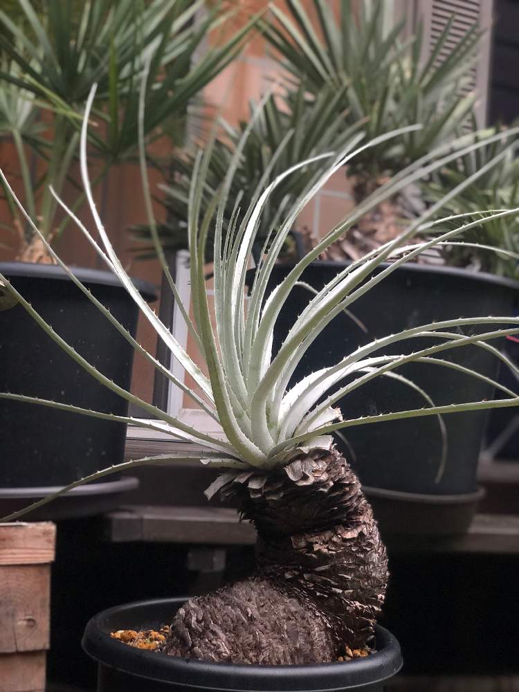 プヤ セルーレア 抜き苗 プヤ・セルーレア | Pay ID プヤ セルーレア