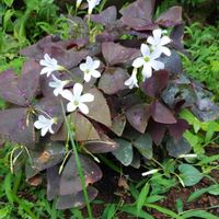 オキザリス・トライアングラリスの画像