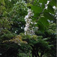 サルスベリの画像