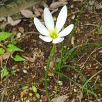 タマスダレの画像