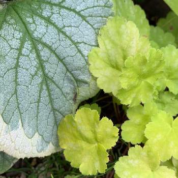 ヒューケラドルチェライムソルベの投稿画像一覧 Greensnap グリーンスナップ