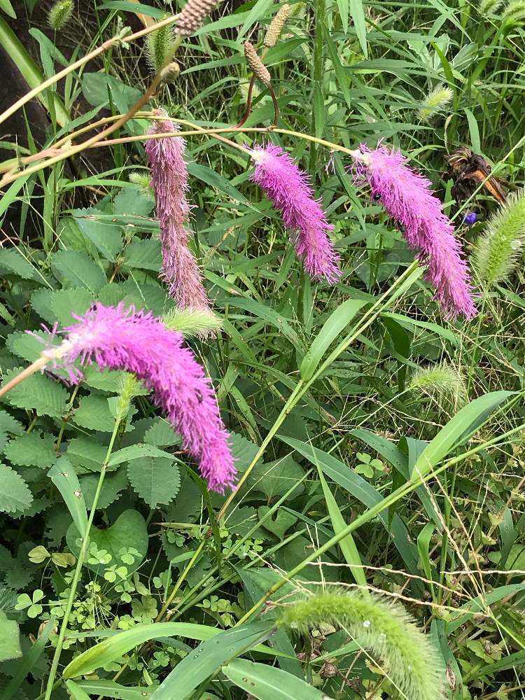 カライトソウの投稿画像 By みみさん 唐糸草とピンクの花と公園と植物園とガーデニングと花のある暮らし 月7月28日 Greensnap グリーンスナップ