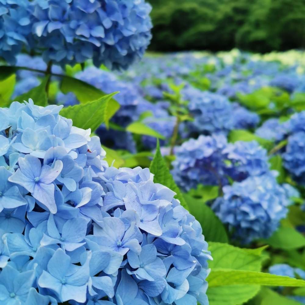 年みちのくあじさい園 Greensnap グリーンスナップ