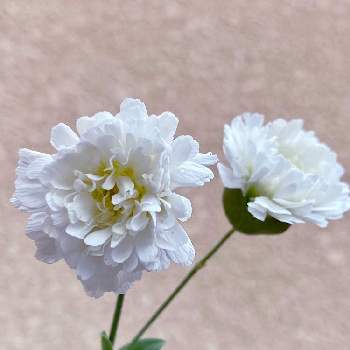 シレネ・スワンレイク❤の画像 by なおさん | 小さな庭とシレネ・スワンレイクと植物愛がとまらないとよろしくお願いしますと大好きとおうち園芸と植中毒と可愛いと白い花とシレネ・スワンレイク❤