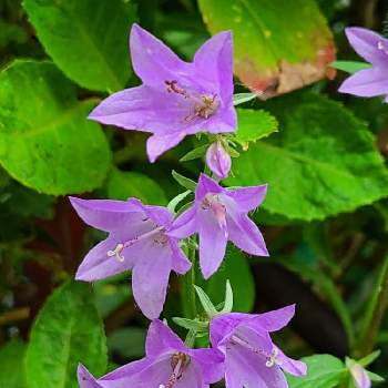 カンパニュラ ラプンクロイデスの投稿画像一覧 Greensnap グリーンスナップ