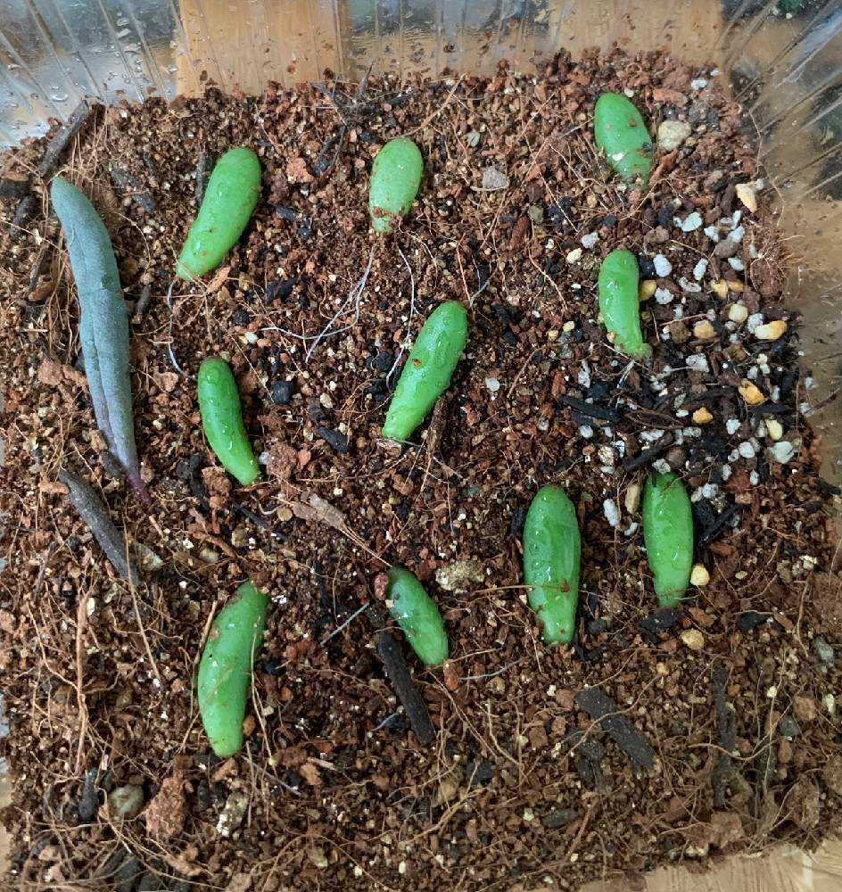 21 セダム虹の玉？の葉挿し赤ちゃん👶記録 更新終了｜🍀GreenSnap