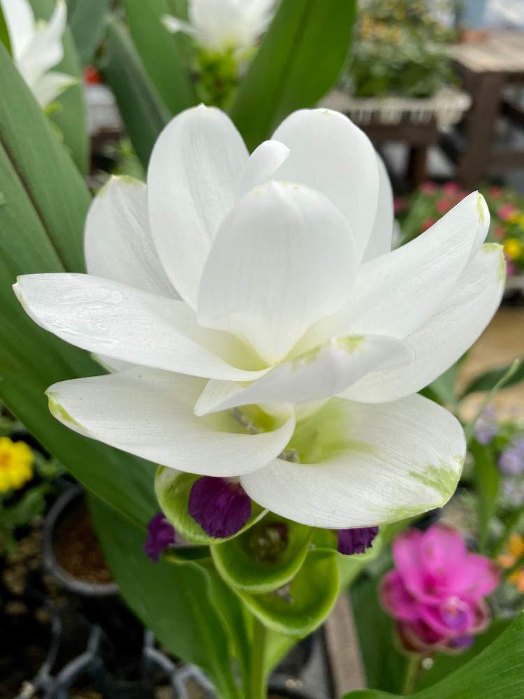 クルクマの投稿画像 By さいたまさん クルクマ ホワイトジャスミンと一輪の魅力と沼ノ上農園とイキイキ と白い花の輝き と小さい花の癒し と皆様に心から感謝 と花びらの魅力 と白い花好き 月7月28日 Greensnap グリーンスナップ