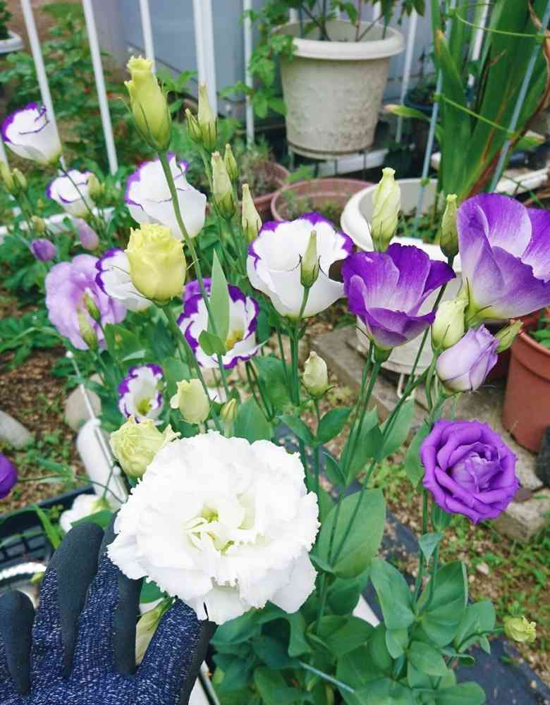花の種 トルコキキョウ 一重咲（登録品種） ホワイト25粒 一重咲混合