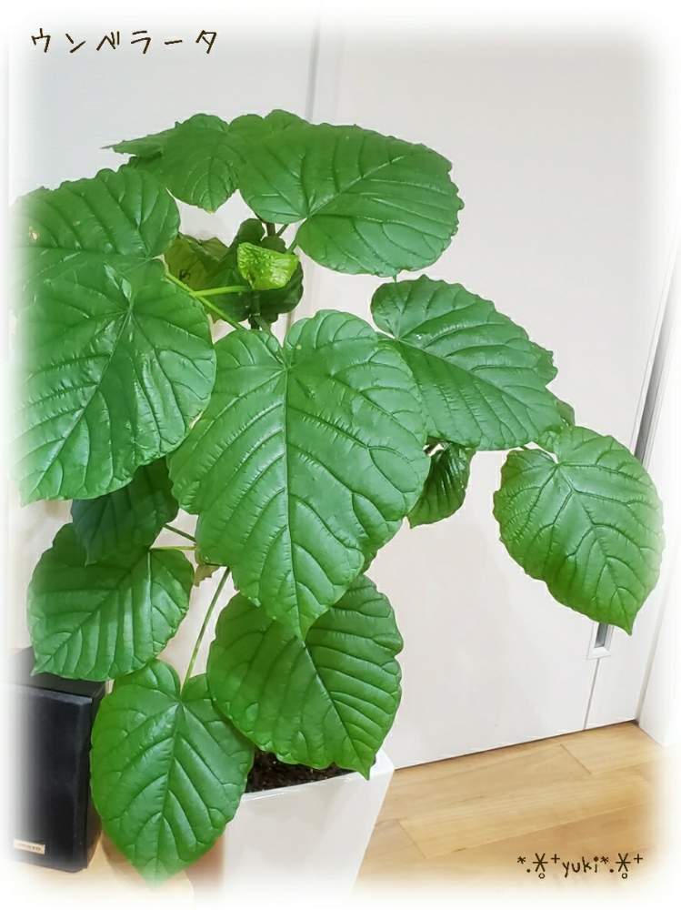 多肉中毒の投稿画像 By 雪 さん I Tanikuと観葉植物と植物のある暮らしと放置栽培と多肉大好きとエケベリア好きと島根県と植中毒とフィカス ウンベラータ と復活とハダニ被害と多肉女子とタニラー 月7月29日 Greensnap グリーンスナップ