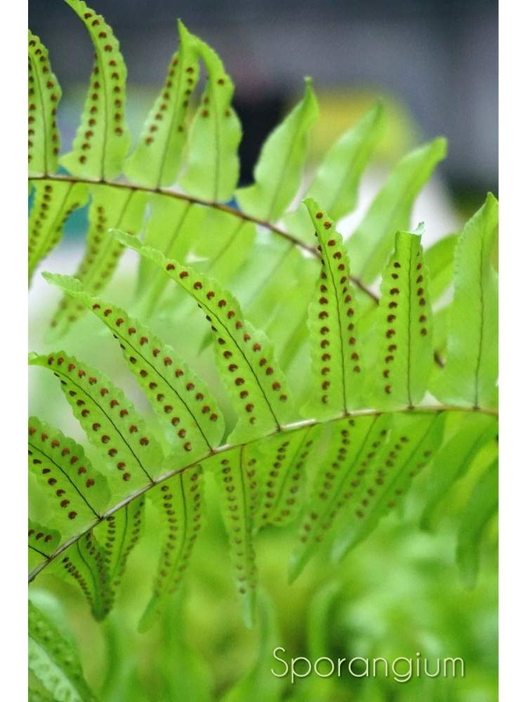 タマシダの投稿画像 By Toshi722さん 観葉植物と梅雨時とチーム岐阜と岐阜県と胞子のうとシダ植物と美濃市 月7月29日 Greensnap グリーンスナップ