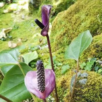 京都府立植物園温室の投稿画像一覧 Greensnap グリーンスナップ